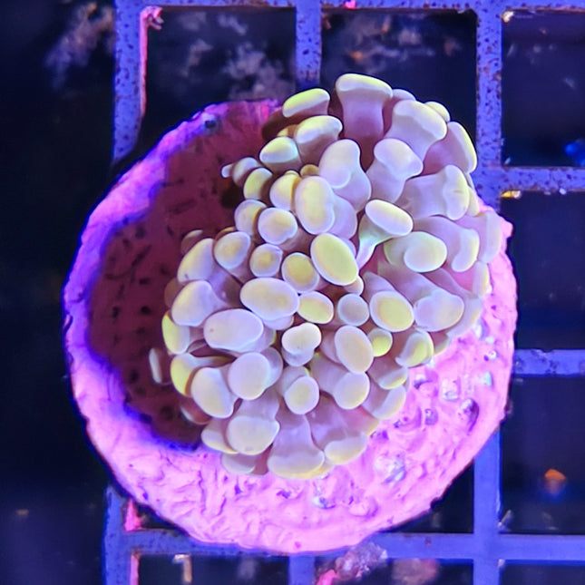 Euphyllia Parancora Puntas Amarillas – Coral LPS de Movimiento para Acuario Marino