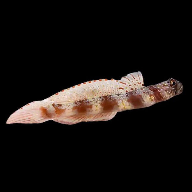 Amblyeleotris latifasciata con cuerpo blanco y varias bandas anchas verticales de color marrón rojizo.