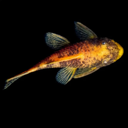 Ancistrus Calico juvenil de 3–4 cm con patrón tricolor en acuario plantado

