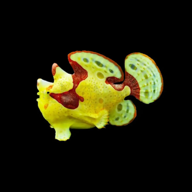 Pez sapo amarillo con franjas marrones