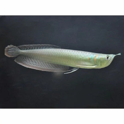 Arowana Amazónica Plata juvenil de 10-12 cm (Osteoglossum bicirrhosum) en acuario de agua dulce