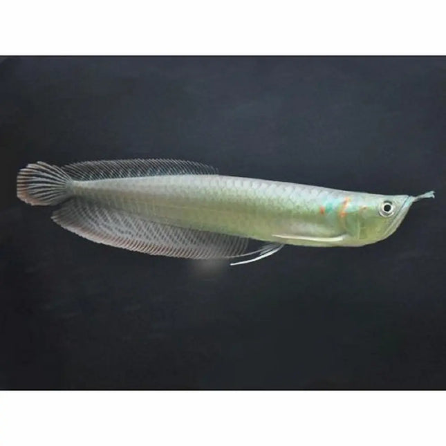 Arowana Amazónica Plata juvenil de 10-12 cm (Osteoglossum bicirrhosum) en acuario de agua dulce