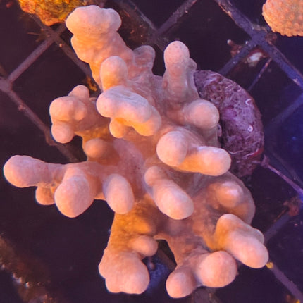 Lobophytum Frag – Coral Cuero Lobulado Resistente para Acuario Marino