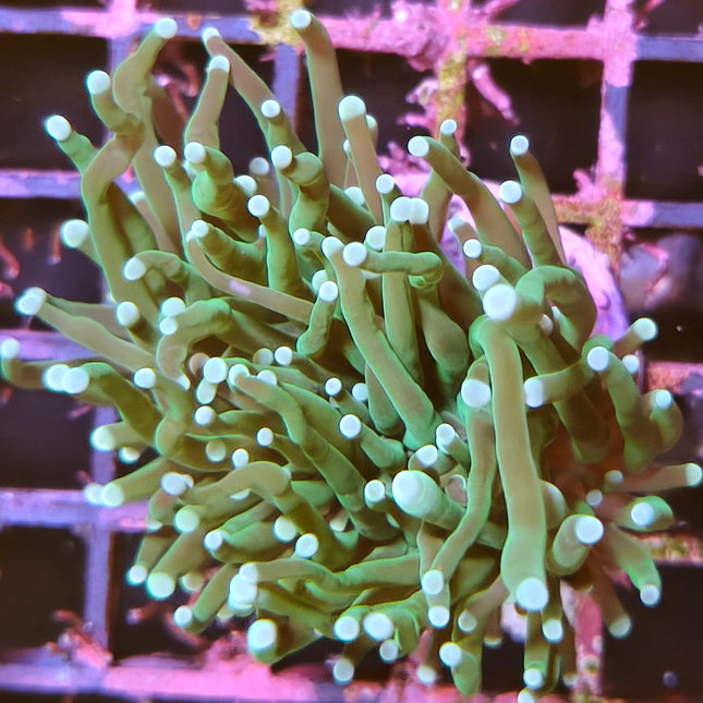 Euphyllia glabrescens – Coral LPS colorido  y elegante