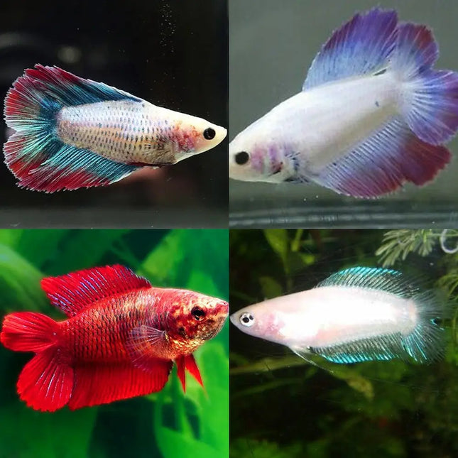 Grupo de Bettas hembras surtidas en diferentes colores nadando en un acuario plantado

