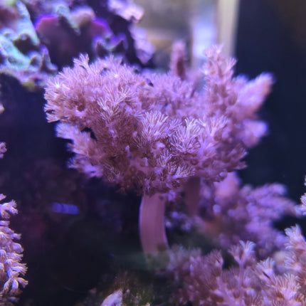 Frag Capnella o Arbol de Kenia para Acuarios Marinos