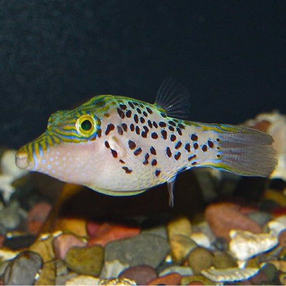 Canthigaster leoparda