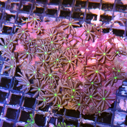 Cervera – Coral blando llamativo para acuarios marinos