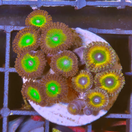 Zoanthus Frag Rainbow Mix – Explosión de Color para tu Acuario Marino