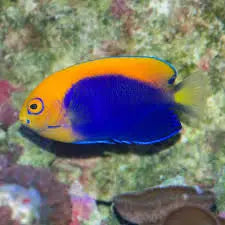El Centropyge acanthops mostrando su intenso color azul y sus espinas dorsales. Su coloración profunda y su forma distintiva lo convierten en una adición impresionante a cualquier acuario marino.