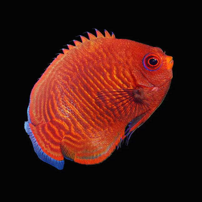 Pez Centropyge aurantia con coloración dorada intensa y cuerpo compacto.