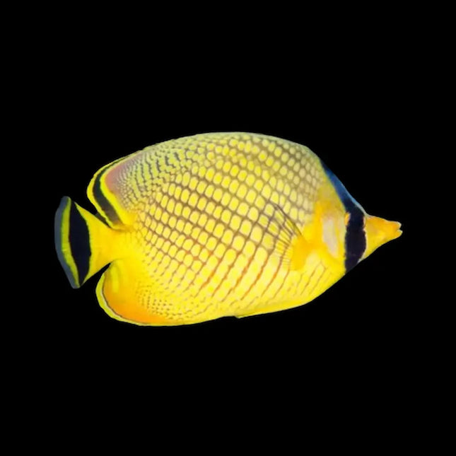 Chaetodon rafflesii con cuerpo blanco y negro, grandes manchas negras y amarillo en la zona posterior y aletas.