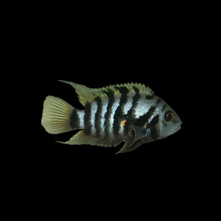 Amatitlania nigrofasciata mostrando cuerpo robusto de color gris claro con marcadas bandas verticales negras que recorren todo el cuerpo, una de las características más reconocibles de esta popular especie centroamericana.