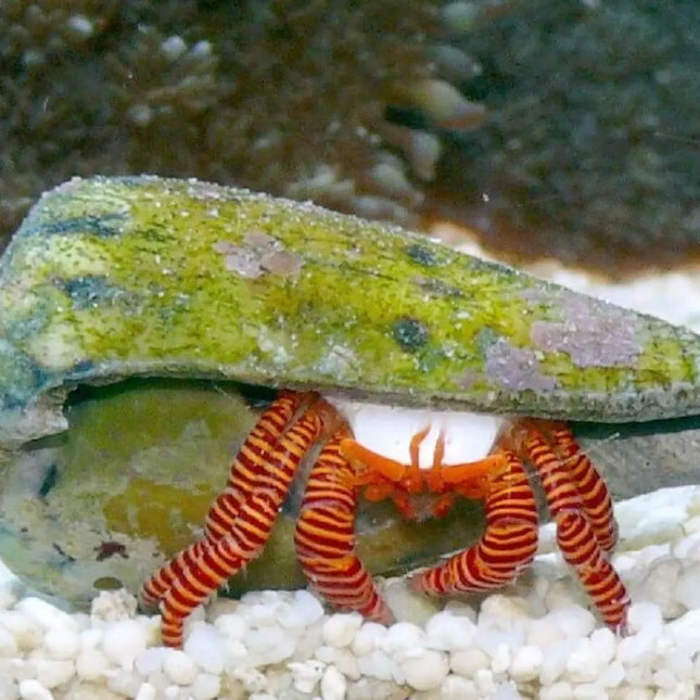 Ciliopagurus strigatus – Cangrejo Ermitaño para Acuario Marino