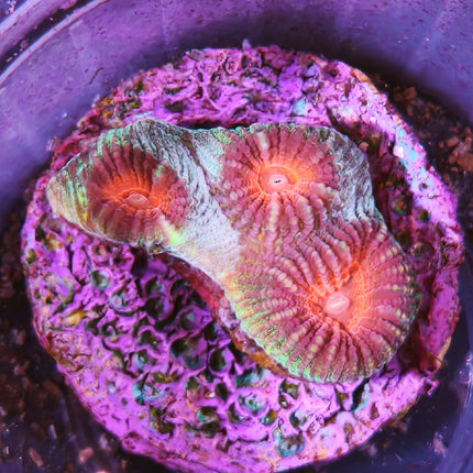 coral Favia LPS verde con el centro rojo