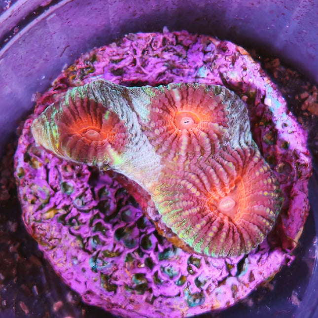 coral Favia LPS verde con el centro rojo