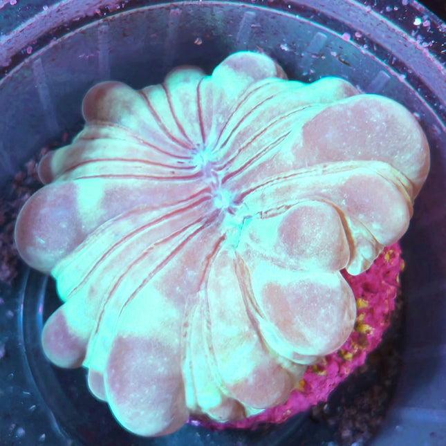 coral Plerogyra sinuosa