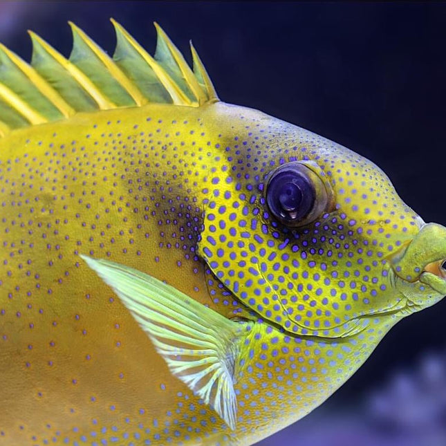 Siganus corallinus – Pez Conejo para Acuarios Marinos