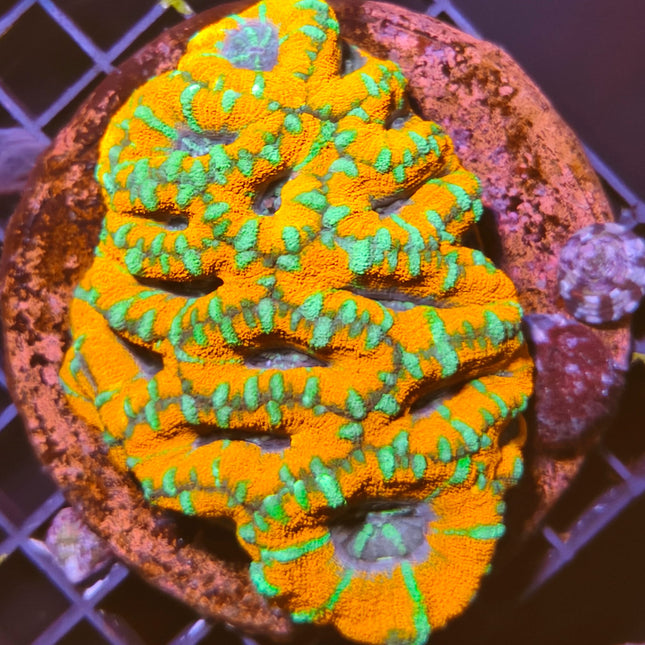 Acanthastrea XL – Coral LPS de colores intensos para acuarios marinos