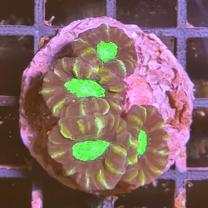 Caulastraea Coca Cola Frag – Coral LPS de color intenso y fácil cuidado