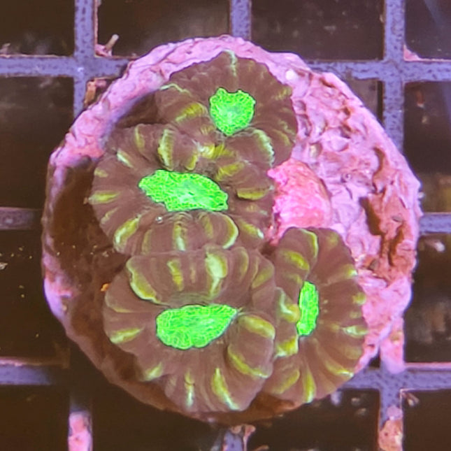 Caulastraea Coca Cola Frag – Coral LPS de color intenso y fácil cuidado