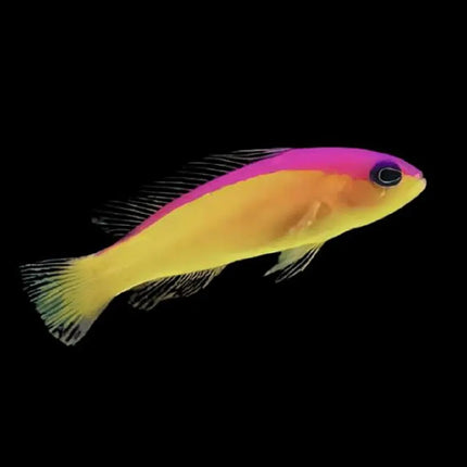 Pictichromis diadema, Dottyback Diadema de cabeza morada y cuerpo amarillo, nadando entre rocas vivas en acuario marino

