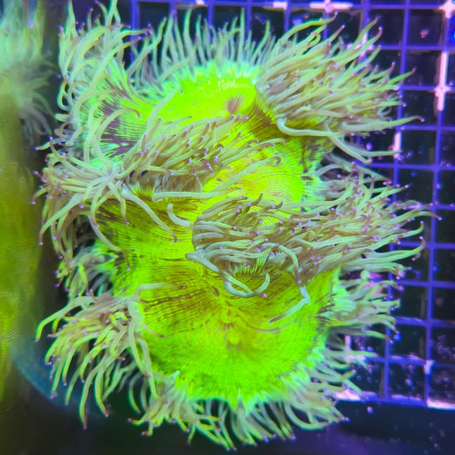 Catalaphyllia XL | Coral elegance LPS de pólipos expansivos y movimiento elegante