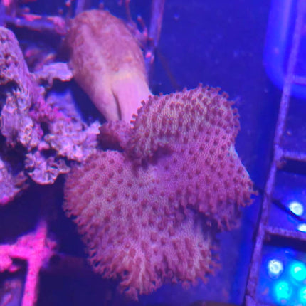 Sarcophyton S – Coral cuero resistente y decorativo para acuarios marinos