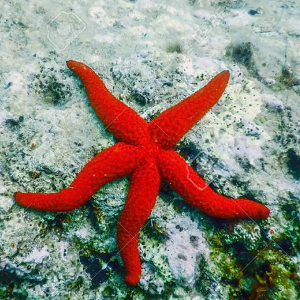 Estrella de mar Echinaster sepositus con brazos gruesos y cortos de color vibrante, desplazándose sobre el fondo de un acuario marino.