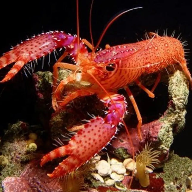 Camarón Enoplometopus daumi de color rojo brillante, desplazándose sobre el sustrato de un acuario marino.