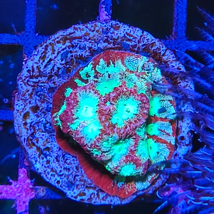Esqueje LPS Surtido – Coral LPS Colorido y Resistente para Acuario Marino
