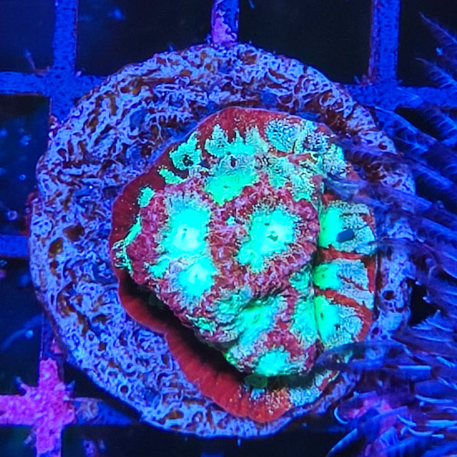 Esqueje LPS Surtido – Coral LPS Colorido y Resistente para Acuario Marino