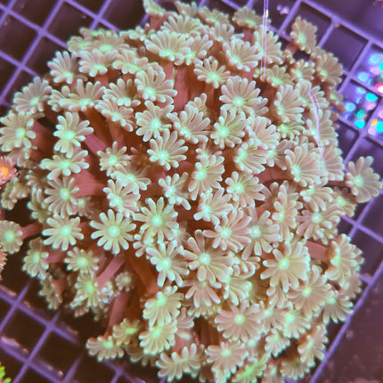 Alveopora Verde – Coral LPS de Fácil Mantenimiento para Acuario Marino