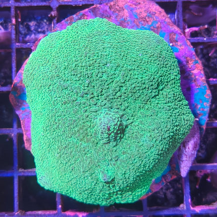 Rhodactis mussoides – Coral Disco Verde Arrecife