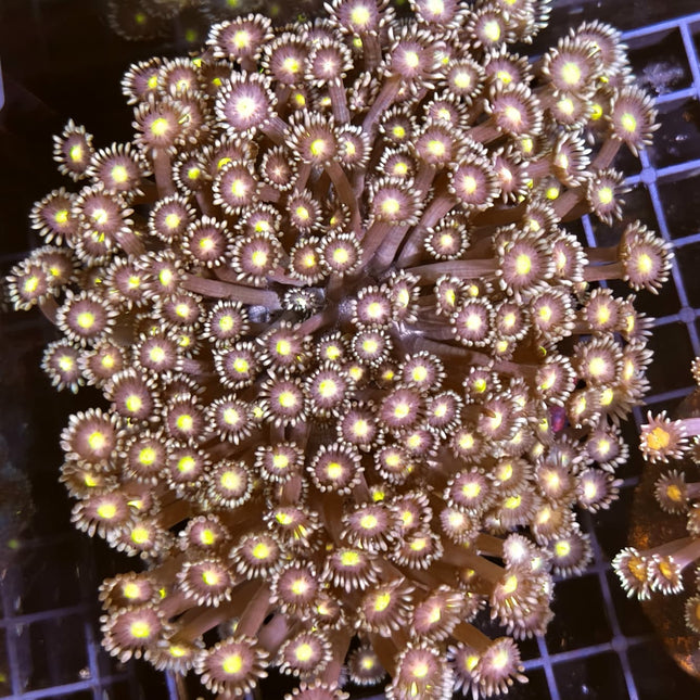 Goniopora XL – Coral de Pólipo Largo para Acuario Marino de Arrecife