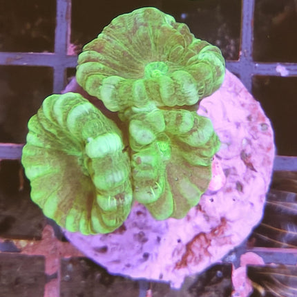 Caulastraea Hulk frag XS | Coral LPS de intenso color verde