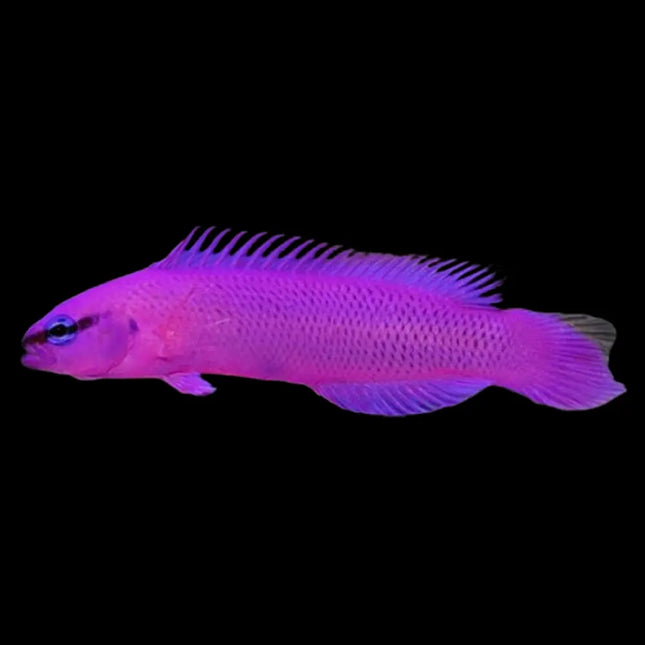 Pseudochromis fridmani, Dottyback de Firmeza, de color púrpura nadando entre rocas vivas en acuario marino

