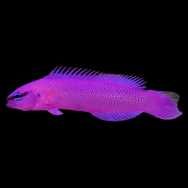 Pseudochromis fridmani