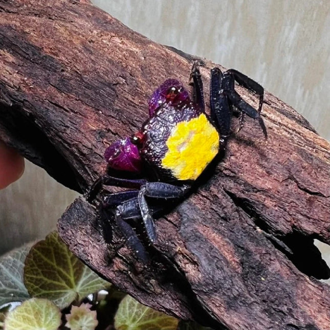 Cangrejo Vampiro Geosessarma dennerle