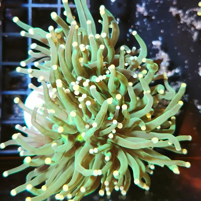  Euphyllia glabrescens verde con puntas claras 