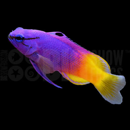 Gramma loreto (Royal Gramma) con cuerpo violeta y amarillo nadando entre roca viva en acuario marino

