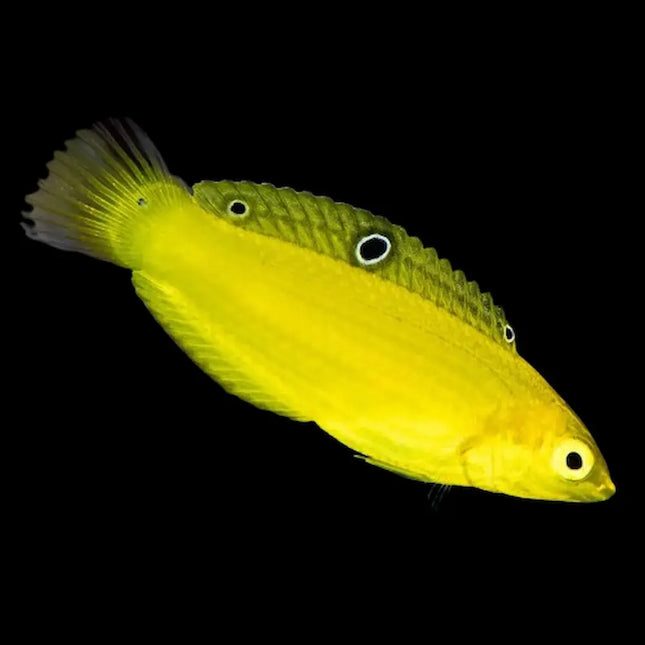 Con su color vibrante, su carácter activo y su facilidad de cuidado, el Halichoeres chrysus es una excelente opción para aquellos que desean un pez marino que combine belleza, funcionalidad y un comportamiento activo en su acuario.