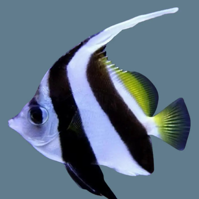 Heniochus acuminatus de cuerpo blanco con bandas negras verticales y aleta dorsal larga en forma de estandarte.