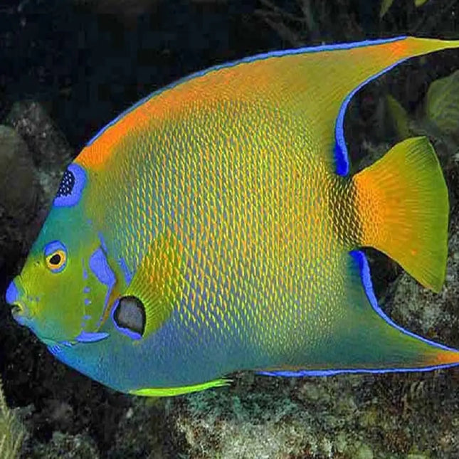 Holacanthus ciliaris Adulto | Pez ángel reina marino de gran tamaño y coloración vibrante