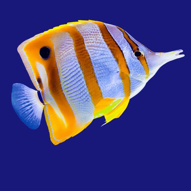 <h1>PECES DE AGUA SALADA</h1>