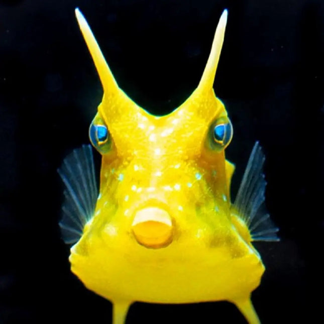 Lactoria cornuta con cuerpo angular y dos espinas frontales largas en forma de cuernos