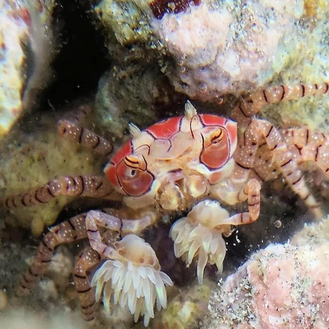 Cangrejo Lybia tessellata con anémonas en las pinzas sobre roca en un acuario marino.
