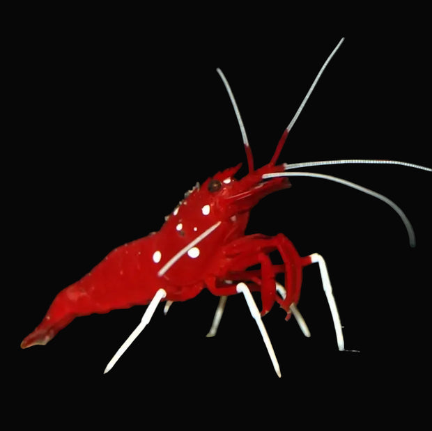 <h3>INVERTEBRADOS</h3>