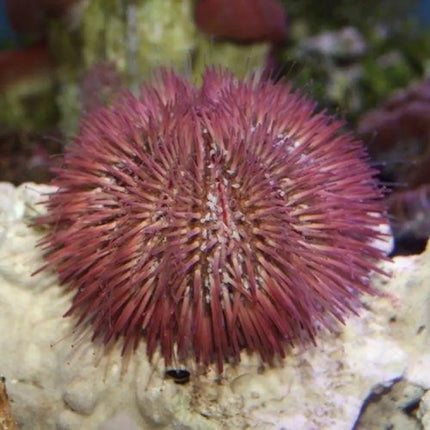 Erizo marino Lytechinus variegatus en acuario marino, con cuerpo redondeado y espinas cortas de tonos verdosos y púrpuras sobre el sustrato.
