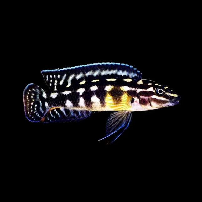 Julidochromis marlieri con cuerpo alargado y patrón de líneas oscuras típico de cíclido del lago Tanganica.
